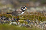 Image. Common Ringed Plover