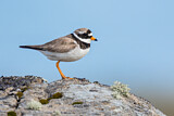 Image. Common Ringed Plover