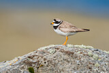 Image. Common Ringed Plover