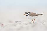 Image. Common Ringed Plover