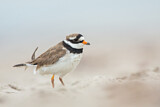 Image. Common Ringed Plover