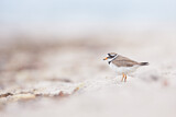 Image. Common Ringed Plover