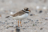 Image. Common Ringed Plover
