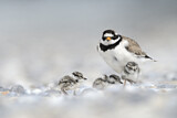 Image. Common Ringed Plover