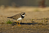 Image. Common Ringed Plover