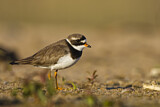 Image. Common Ringed Plover