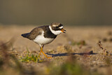 Image. Common Ringed Plover