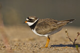 Image. Common Ringed Plover