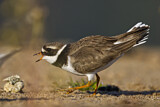Image. Common Ringed Plover