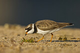 Image. Common Ringed Plover