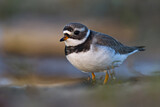 Image. Common Ringed Plover
