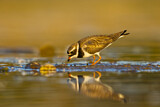 Image. Common Ringed Plover