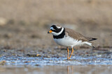 Image. Common Ringed Plover