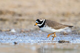 Image. Common Ringed Plover