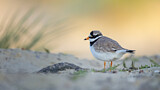 Image. Common Ringed Plover