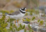 Image. Common Ringed Plover