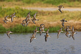 Image. Common Ringed Plover