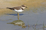 Image. Common Ringed Plover