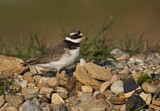 Image. Common Ringed Plover