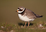Image. Common Ringed Plover