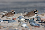Image. Common Ringed Plover