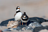 Image. Common Ringed Plover
