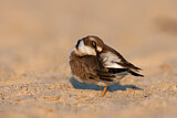 Image. Common Ringed Plover