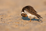 Image. Common Ringed Plover