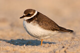Image. Common Ringed Plover