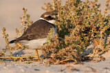 Image. Common Ringed Plover