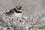 Image. Common Ringed Plover