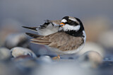 Image. Common Ringed Plover