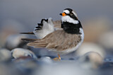 Image. Common Ringed Plover