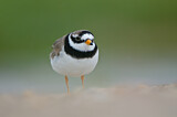 Image. Common Ringed Plover