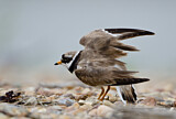 Image. Common Ringed Plover