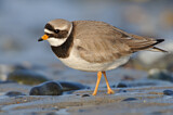 Image. Common Ringed Plover