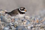 Image. Common Ringed Plover