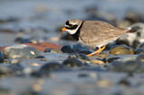 Image. Common Ringed Plover