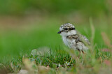 Image. Common Ringed Plover