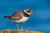 Image. Common Ringed Plover