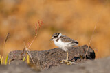 Image. Common Ringed Plover
