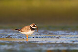 Image. Common Ringed Plover