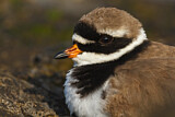Image. Common Ringed Plover