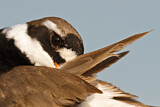 Image. Common Ringed Plover