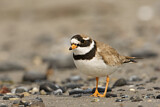 Image. Common Ringed Plover