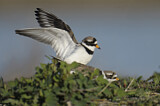 Image. Common Ringed Plover