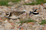 Image. Common Ringed Plover
