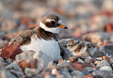 Image. Common Ringed Plover