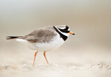 Image. Common Ringed Plover