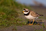 Image. Common Ringed Plover